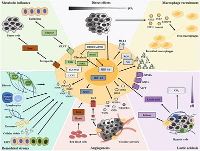 Tumor-Associated Macrophages and Their Functional Transformation in the Hypoxic Tumor Microenvironment